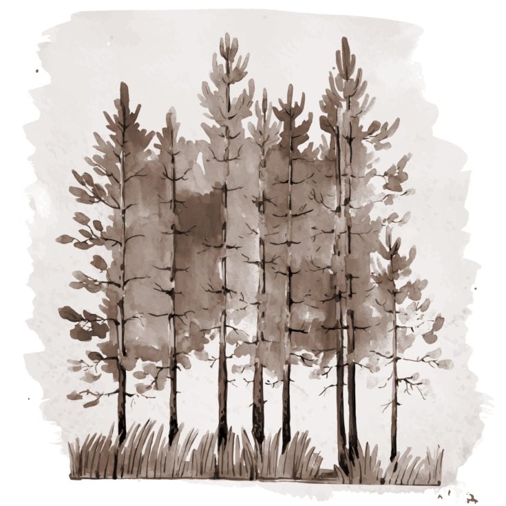 Vintage style monochrome illustration of young pine-tree forest. Watercolor sepia painting